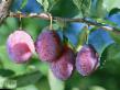 une prune les espèces Ajjlinskaya Photo et les caractéristiques