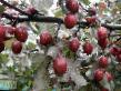une prune  Pissarda l'espèce Photo