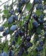 une prune les espèces Fioletovaya  Photo et les caractéristiques
