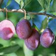 une prune les espèces Konfetnaya  Photo et les caractéristiques
