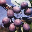 Prunus (Sliva) sort Evraziya 21  fotografija in značilnosti