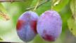 une prune les espèces Zarechnaya rannyaya  Photo et les caractéristiques