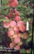une prune les espèces Altajjskaya yubilejjnaya Photo et les caractéristiques