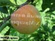 Prunus (Sliva) sort Duche (Dyuche, Dyuga) fotografija in značilnosti
