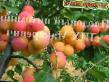 Plum varieties Neporazhaemaya Photo and characteristics