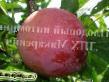 Prunus (Sliva)  Tikhookeanskaya (Ananasnaya) razred fotografija