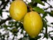 Prunus (Sliva) sort Renklod Liya fotografija in značilnosti