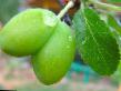 Prunus (Sliva) sort Renklod kolkhoznyjj fotografija in značilnosti