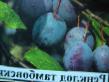 une prune les espèces Renklod tambovskijj  Photo et les caractéristiques
