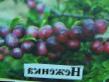 Prunus (Sliva) sort Nezhenka  fotografija in značilnosti