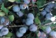 Prunus (Sliva) sort Ballada fotografija in značilnosti