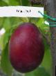 Plum varieties Red Heart Photo and characteristics