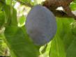 Prunus (Sliva) sort Valor  fotografija in značilnosti