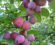 Prunus (Sliva) sort Dalikatnaya fotografija in značilnosti