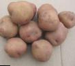 Πατάτες ποικιλίες Bryanskijj nadezhnyjj φωτογραφία και χαρακτηριστικά