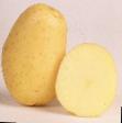 Potatoes  Nora grade Photo