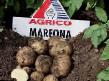 Potatoes  Marfona  grade Photo