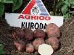 Πατάτες ποικιλίες Kuroda  φωτογραφία και χαρακτηριστικά