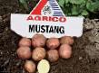 Potatis sorter Mustang  Fil och egenskaper