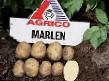Πατάτες  Marlen  ποικιλία φωτογραφία