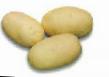Kartoffeln Sorten Salin Foto und Merkmale
