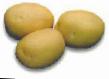 Potatoes  Cilvana grade Photo