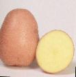 Kartoffeln Sorten Rozalind Foto und Merkmale