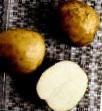 La patata le sorte Aksamit foto e caratteristiche