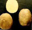 Kartoffeln Sorten Dina Foto und Merkmale
