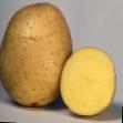Kartoffeln  Romula klasse Foto