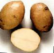 Kartoffeln  Odissejj klasse Foto