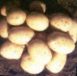 Πατάτες ποικιλίες Real φωτογραφία και χαρακτηριστικά