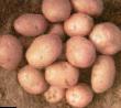 Kartoffeln  Ryabinushka klasse Foto