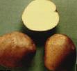 une pomme de terre les espèces Suzore Photo et les caractéristiques