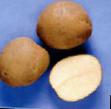 une pomme de terre les espèces Padarunak Photo et les caractéristiques