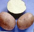 Kartoffeln Sorten Blakit Foto und Merkmale