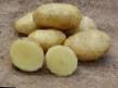 Kartoffeln Sorten Feloks Foto und Merkmale