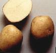 Potatoes  Zhivica grade Photo
