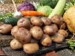 Kartoffeln  Sineglazka klasse Foto