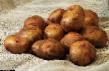 Potatoes  Svitanok kievskijj grade Photo