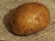 Kartoffeln  Zagadka klasse Foto