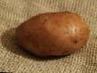 La patata  Serpanok la cultivar foto