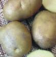 Patata variedades Karlita Foto y características