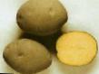 une pomme de terre les espèces Krinica Photo et les caractéristiques