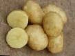 Kartoffeln Sorten Sprint Foto und Merkmale