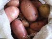 Patata variedades Khozyayushka  Foto y características