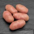 Potatis sorter Red Skarlett. Fil och egenskaper