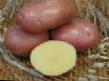 Πατάτες ποικιλίες Aroza φωτογραφία και χαρακτηριστικά