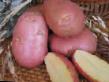 Kartoffeln Sorten Romano Foto und Merkmale