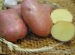 Πατάτες ποικιλίες Kondor φωτογραφία και χαρακτηριστικά